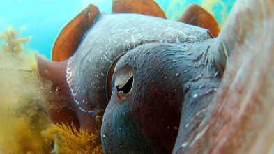 Espiando en el océano: Sentimientos