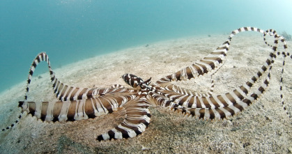 Imagen de Espiando en el océano: Sentimientos - 6