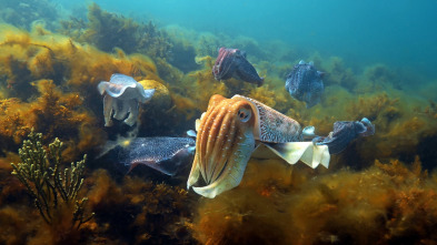 Imagen de Espiando en el océano: Sentimientos - 9