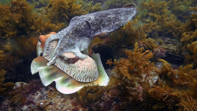 Imagen de Espiando en el océano: Sentimientos - 10