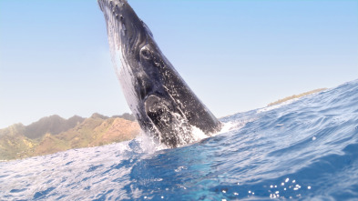 Imagen de Espiando en el océano: Sentimientos - 11