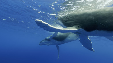 Imagen de Espiando en el océano: Sentimientos - 13