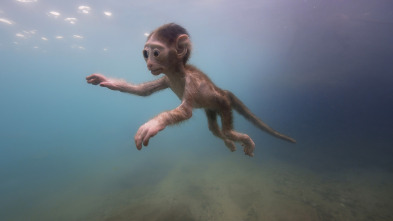 Imagen de Espiando en el océano: Pensamientos - 9