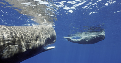 Imagen de Espiando en el océano: Pensamientos - 15