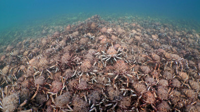 Imagen de Espiando en el océano: Relaciones - 3