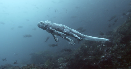 Imagen de Espiando en el océano: Relaciones - 4