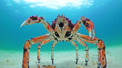 Imagen de Espiando en el océano: Relaciones - 5