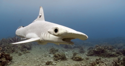 Imagen de Espiando en el océano: Relaciones - 6