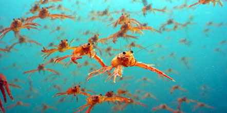 Imagen de Espiando en el océano: Relaciones - 7