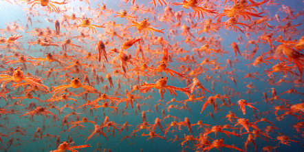 Imagen de Espiando en el océano: Relaciones - 8