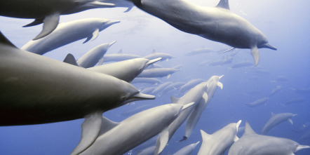 Imagen de Espiando en el océano: Relaciones - 9