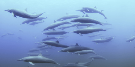 Imagen de Espiando en el océano: Relaciones - 10