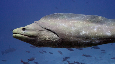 Imagen de Espiando en el océano: Relaciones - 11