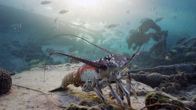 Imagen de Espiando en el océano: Relaciones - 12