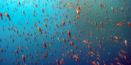 Imagen de Espiando en el océano: Relaciones - 13