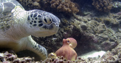Imagen de Espiando en el océano: Problemas - 3