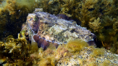 Imagen de Espiando en el océano: Problemas - 5