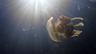 Imagen de Espiando en el océano: Problemas - 6