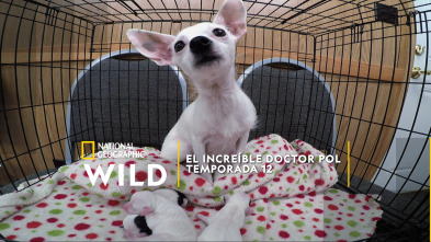 Imagen de El increíble doctor Pol  - 3