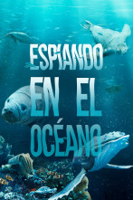 Imagen de Espiando en el océano  - 1