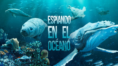 Imagen de Espiando en el océano  - 2