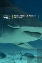 Imagen de Tiburón toro vs. tiburón martillo - 1