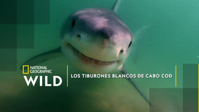 Imagen de Los tiburones blancos de Cabo Cod - 2