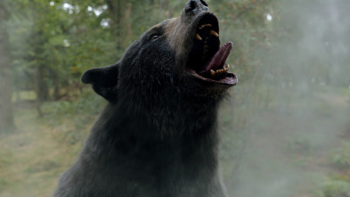Imagen de Oso vicioso - 12