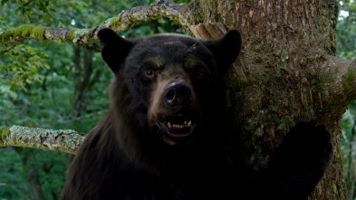 Imagen de Oso vicioso - 13