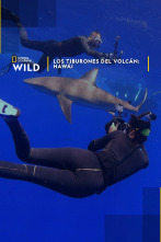 Imagen de Los tiburones del volcán: Hawái - 1