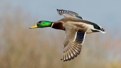 Imagen de La caza en los Vedats (T1) - 3