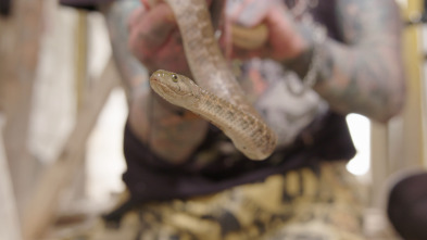 Imagen de Serpientes en la ciudad: Krait mortal - 1