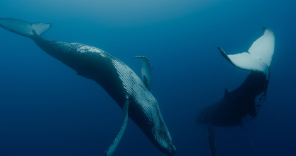 Las guardianas del planeta