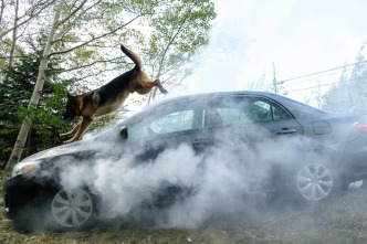 Imagen de Hudson y Rex (T5): Ep.11 Fin de semana de trabajo - 2