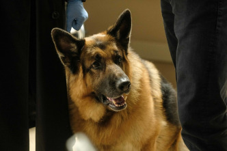 Imagen de Hudson y Rex (T5): Ep.12 El club de las vidas perdidas - 1