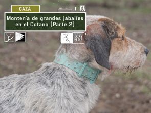 Imagen de Montería de grandes jabalíes en el Cotano. 2ª parte - 2