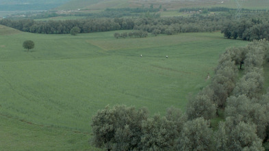 A través de los olivos