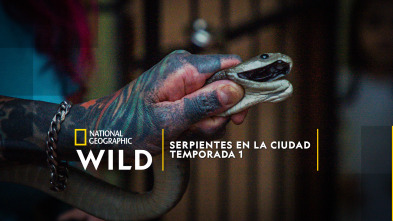 Imagen de Serpientes en la ciudad: Festival de serpientes - 2
