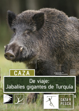 Imagen de De viaje:  Jabalíes gigantes de Turquía - 1