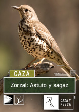 Zorzal: astuto y sagaz