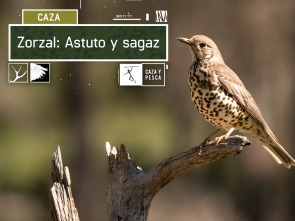 Imagen de Zorzal: astuto y sagaz - 2