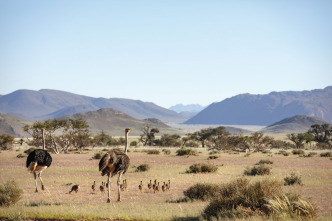 Planeta Tierra III: Desiertos y praderas