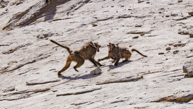 Planeta Tierra III: Desiertos y praderas