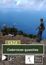 Imagen de Codornices guanches - 1