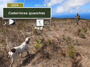 Imagen de Codornices guanches - 2