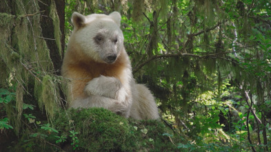 Planeta Tierra III: Bosques