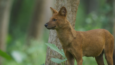 Planeta Tierra III: Bosques