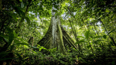 Planeta Tierra III: Bosques