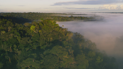 Planeta Tierra III: Bosques