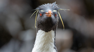 Imagen de La increíble migración...: El hogar en el confín de la Tierra - 1